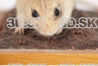 Mouse-Mus musculus 0025